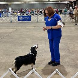 Paris - Miniature American Shepherd