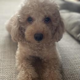 Ginger - Poodle