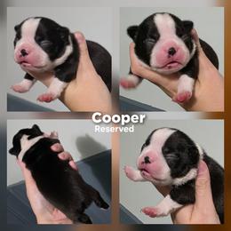 Cooper - Black brindle and white male Boston Terrier puppy in Billings, Missouri from Azaleas Euro Boxers & Boston Terriers