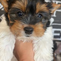 Bing 3,500 - Black tan and white male Biewer Terrier puppy in Fayette County, Ohio from Happy Tails