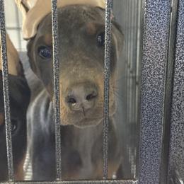 Girl 8 - Blue and rust female Doberman Pinscher puppy in Elgin, Texas from New Horizons Kennels