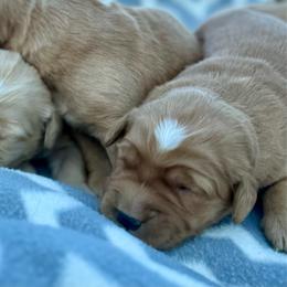 Boy 1 - Dark golden male Golden Retriever puppy in Tonasket, Washington from Denzil’s Goldens