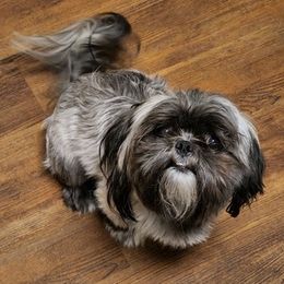 Shih Tzus from Wallace Babies