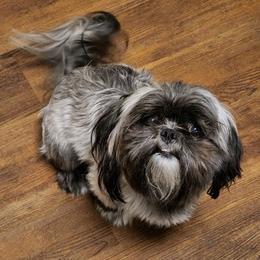 Shih Tzus from Wallace Babies