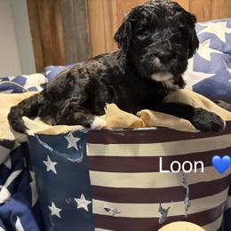 Loon - Black and white male Bernedoodle puppy in Coopersburg, Pennsylvania from Deutsch Hund Haus