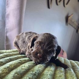 Latte - Brown and white female Cockapoo puppy in Delphos, Ohio from Route 66 Puppies