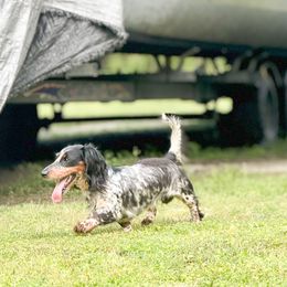 Cooper - Dachshund