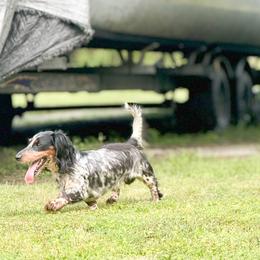 Cooper - Dachshund