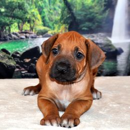 Rhodesian Ridgeback Puppies from Diane Quitoni