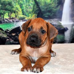 Rhodesian Ridgeback Puppies from Diane Quitoni