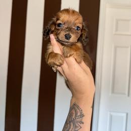 Pebbles - Sable female Dachshund puppy in Midland, Texas from The Barefield Doxies