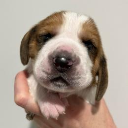 Whoppers (brown) - Black white and brown male Basset Hound puppy in Kingsport, Tennessee from Bear’s Bassets