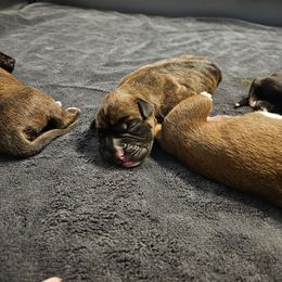 Female 1 - Brindle - Brindle female Boxer puppy in Prospect, Pennsylvania from Suttonhaus Boxers