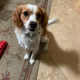 Coco Rocco - Cavapoo