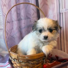 Lucy Malchi Girl - White and tan female Maltese puppy in Chariton, Iowa from Mia Lucky Home