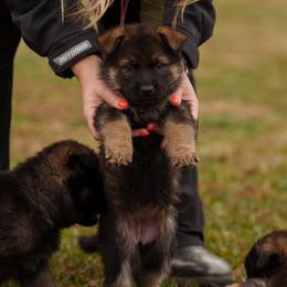 German Shepherd Puppies from FuryHaus German Shepherds