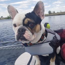 French Bulldog Puppies from NOCO French Bulldogs