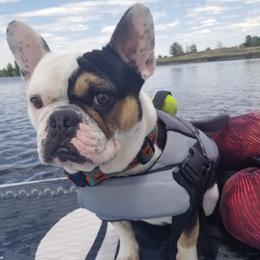 French Bulldog Puppies from NOCO French Bulldogs