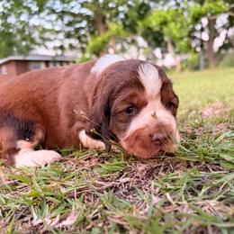 Boy 2 dark brown collar - Red and white male English Springer Spaniel puppy in Bonifay, Florida from Sherrouse English Springer Spaniels