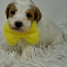 Yellow Male - Parti male Goldendoodle puppy in Great Falls, Montana from Montana Goldendoodles