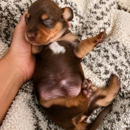 Boy 1 - Chocolate and tan male Dachshund puppy in Benson, North Carolina from Down South Dachshunds