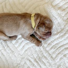 Hamilton - Yellow - Dark golden male Golden Retriever puppy in San Martin, California from Church Creek Retrievers