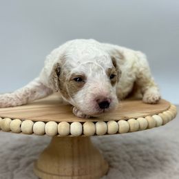 Ham - Parti male Poodle puppy in Greeneville, Tennessee from Smokey Mountain Sheepadoodles