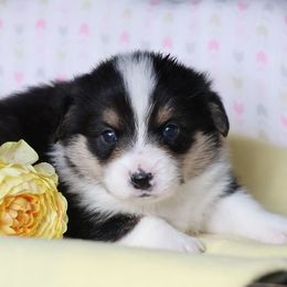 Boy 1 - Black and tan male Pembroke Welsh Corgi puppy in Morgantown, Pennsylvania from Goldstar Puppies (License Number 18519)