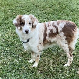Darcy - Australian Shepherd