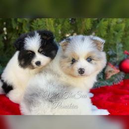 Pomsky Puppies from Under The Sea Pomskies