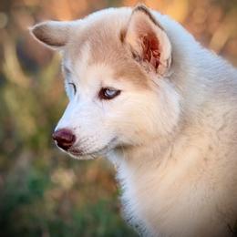 Pomsky and Siberian Husky Puppies from A-Dream Pomsky Kennel