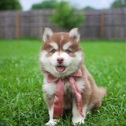 Brown Sugar - Red and white male Pomsky puppy in Trenton, Texas from Blissful Paws Pomskies
