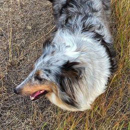 Shetland Sheepdogs from Starlite Shelties