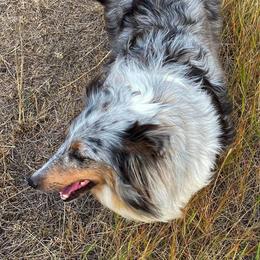 Shetland Sheepdogs from Starlite Shelties
