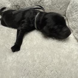 Twig - Black male Goldendoodle puppy in Charlotte, North Carolina from Hopeful Heart Doodles