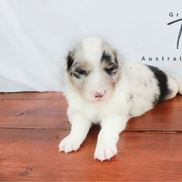 Australian Shepherd Puppies from Grand Ridge Australian Shepherds