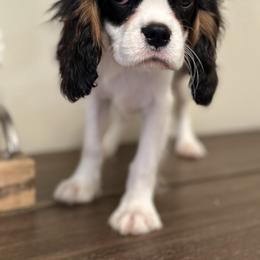 Boy 2 - male Cavalier King Charles Spaniel puppy in Newbury Park, California from Woodland Cavaliers