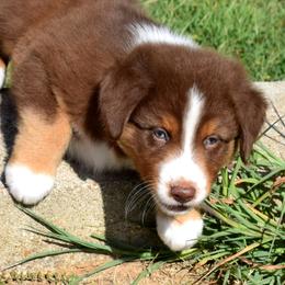 Banner - Red tri-color male Australian Shepherd puppy in Falcon, Missouri from www.maubachranch.com