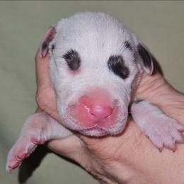 Chocolate Harlequin Female - Harlequin female Great Dane puppy in Biscoe, North Carolina from Clouser's Bodacious Danes