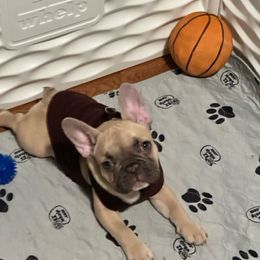 French Bulldogs from Romeo & Juliet Frenchies