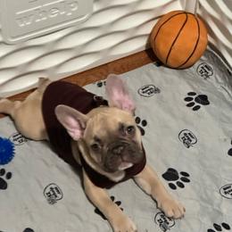 French Bulldogs from Romeo & Juliet Frenchies