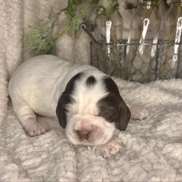 Garnet - Liver white and roan male English Springer Spaniel puppy in Swainsboro, Georgia from Sweet Georgia Springers