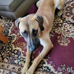 Black Mouth Cur All Grown Up from Shipman Black Mouth Curs