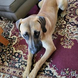 Black Mouth Cur All Grown Up from Shipman Black Mouth Curs