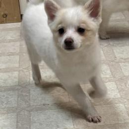 Glamour aka Princess - White female Pomsky puppy in Cadillac, Michigan from JHS Pomskies