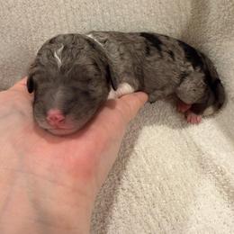 Murphy - Merle male Sheepadoodle puppy in Fayette, Alabama from Luxapallila Sheepadoodles