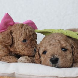 Poodle puppies from Bruno & Co. Puppies