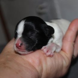 Levi - Black and white male Cavapoo puppy in Arkansas from Brew House