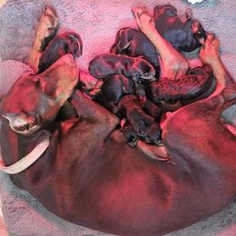 Girl 5 - female Doberman Pinscher puppy in Midlothian, Virginia from Morgan Doberman Kennel