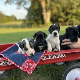Great Dane Puppies from Oak View Danes